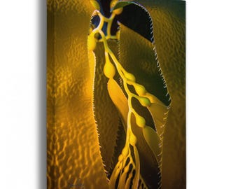 Kelp Forest Seaweed Pictures Underwater Scenery, Ocean Life Marine Biology Nature Photo Canvas