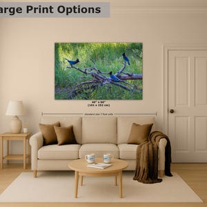 Steller Jay Wildlife Photography, Blue Bird Wall Art Nature Photo image 8