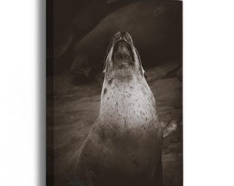 California Sea Lion Marine Mammal Wildlife Photography, Monochrome Ocean Picture Relaxation Artwork Nature Photo