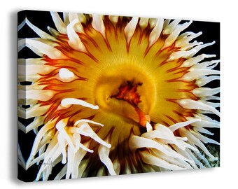 Sea Anemone Picture Ocean Life Underwater Scenery Nature Photo, Marine Biology Coral Reef Art