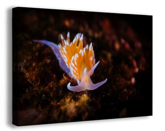 Hermissenda Opalescent Nudibranch Ocean Life Underwater Scenery Marine Biology Nature Photo