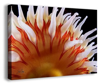 Sea Anemone Picture Ocean Life Underwater Scenery Nature Photo, Marine Biology Coral Reef Art