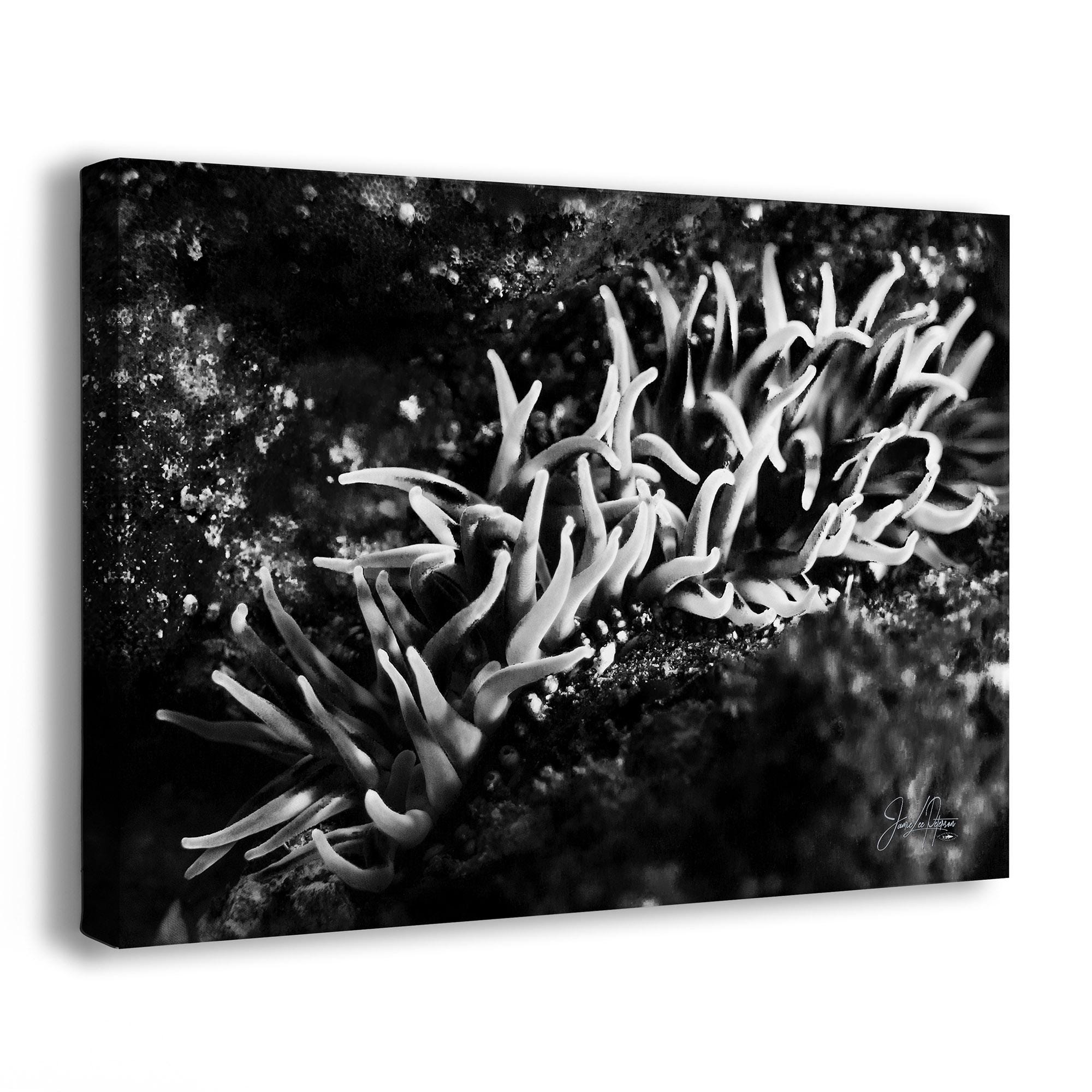 Sea Anemone Picture Ocean Life Underwater Scenery Black & White Marine Biology Nature Photo
