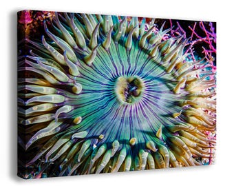 Sea Anemone Picture Ocean Life Underwater Scenery Nature Photo, Marine Biology Coral Reef Art