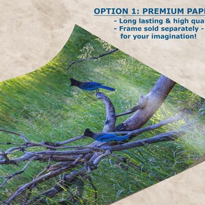 Steller Jay Wildlife Photography, Blue Bird Wall Art Nature Photo image 2