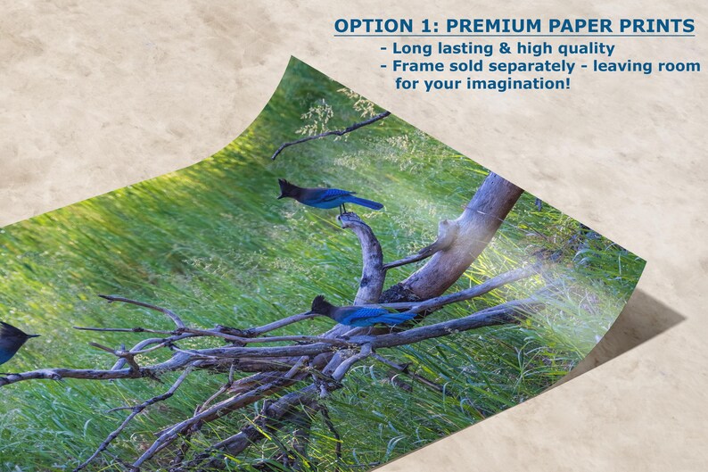 Steller Jay Wildlife Photography, Blue Bird Wall Art Nature Photo image 2