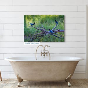 Steller Jay Wildlife Photography, Blue Bird Wall Art Nature Photo image 14