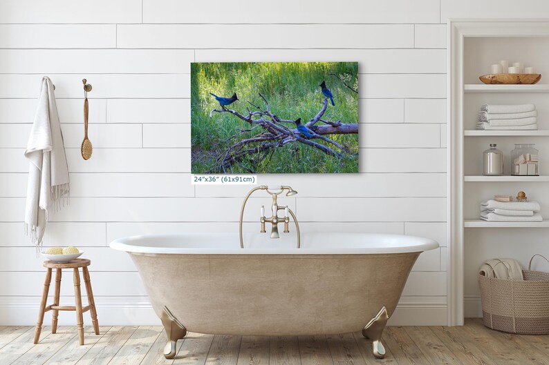 Steller Jay Wildlife Photography, Blue Bird Wall Art Nature Photo image 14