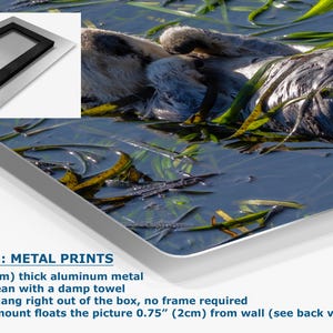 Sea Otter Picture Marine Mammal Wildlife Photography, Relaxing Artwork Nature Photo image 4