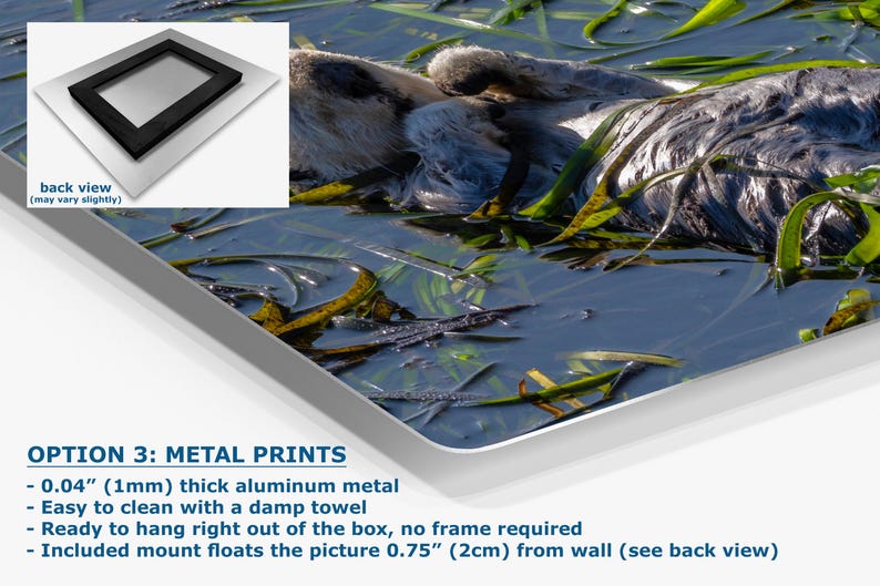 Sea Otter Picture Marine Mammal Wildlife Photography, Relaxing Artwork Nature Photo image 4
