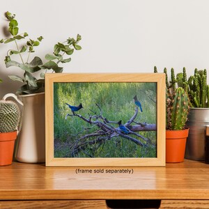 Steller Jay Wildlife Photography, Blue Bird Wall Art Nature Photo image 20