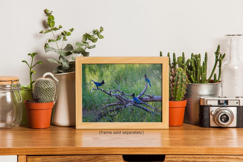 Steller Jay Wildlife Photography, Blue Bird Wall Art Nature Photo image 20