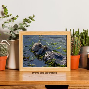 Sea Otter Picture Marine Mammal Wildlife Photography, Relaxing Artwork Nature Photo image 20