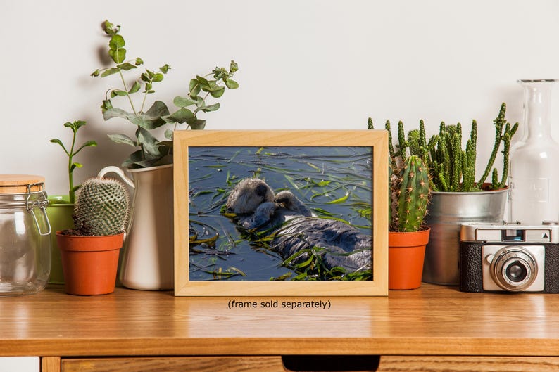 Sea Otter Picture Marine Mammal Wildlife Photography, Relaxing Artwork Nature Photo image 20