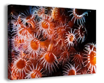 Sea Anemone Picture Ocean Life Underwater Scenery, Orange Marine Biology Nature Photo