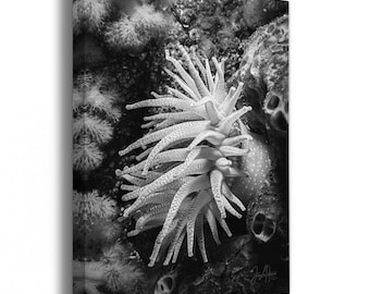 Sea Anemone Picture Ocean Life Underwater Scenery Black & White Marine Biology Nature Photo