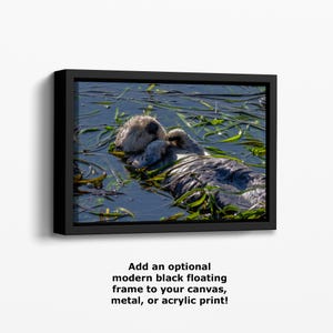 Sea Otter Picture Marine Mammal Wildlife Photography, Relaxing Artwork Nature Photo image 19