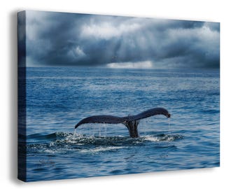 Humpback Whale Wildlife Photography, Marine Mammal Ocean Picture, Sea Life Nature Photo