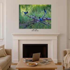 Steller Jay Wildlife Photography, Blue Bird Wall Art Nature Photo image 16