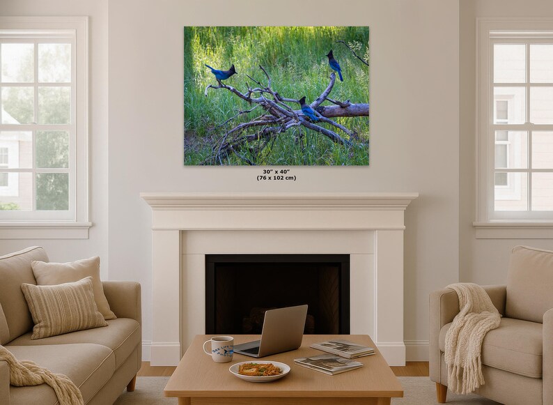 Steller Jay Wildlife Photography, Blue Bird Wall Art Nature Photo image 16