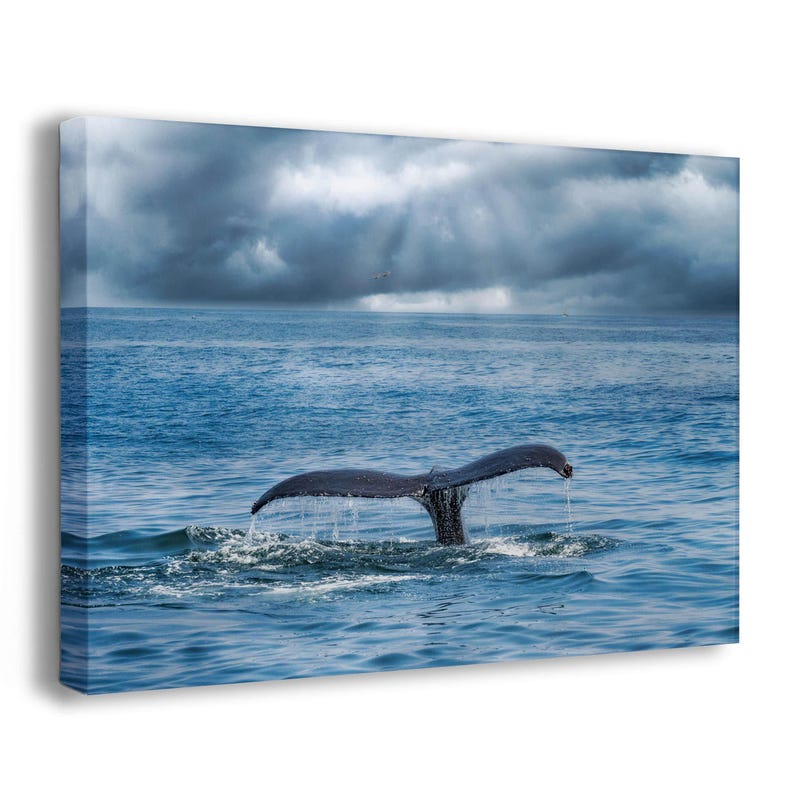Humpback Whale Print - Etsy