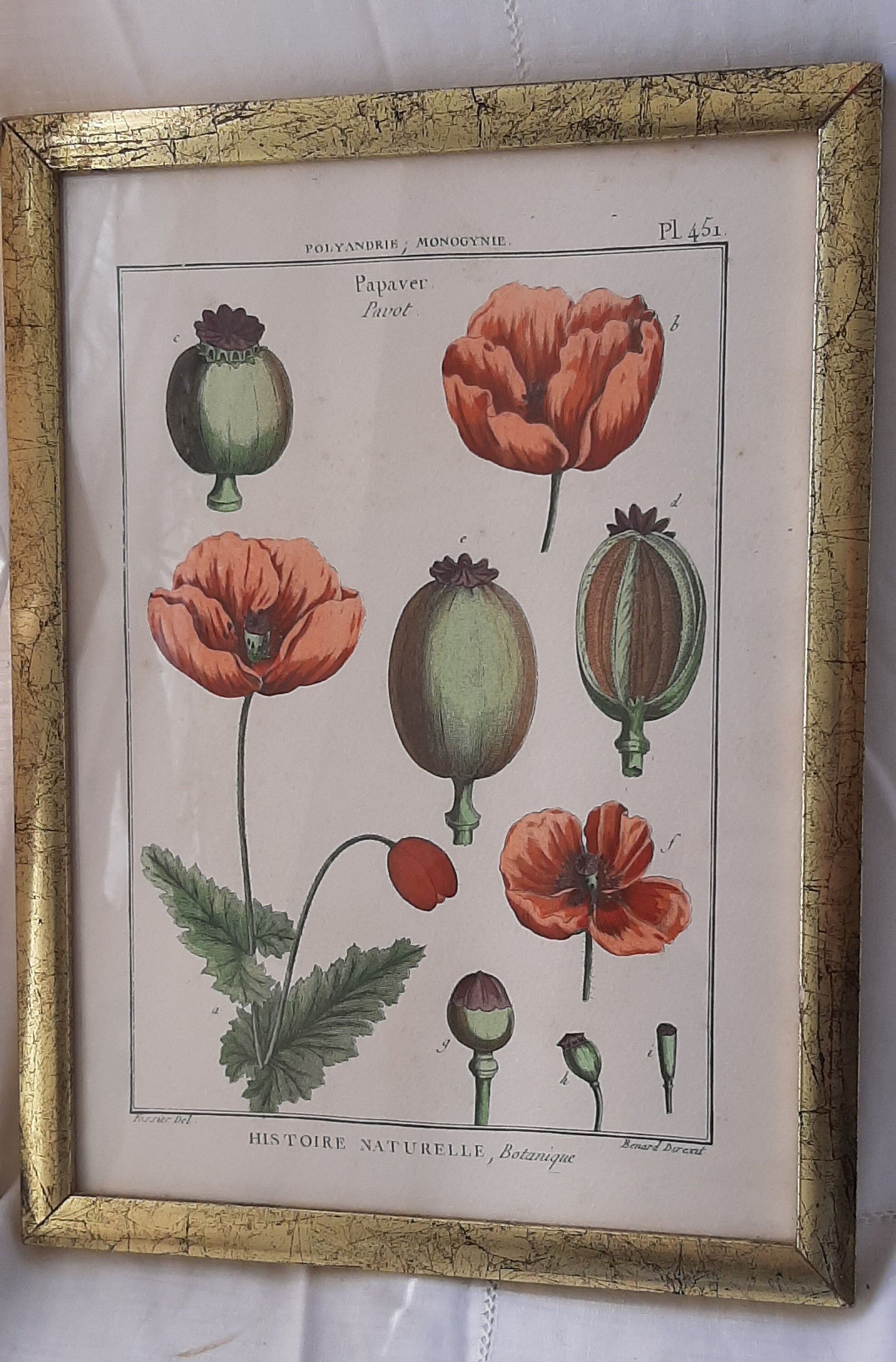 Planche Botanique Encadré , Pavot.