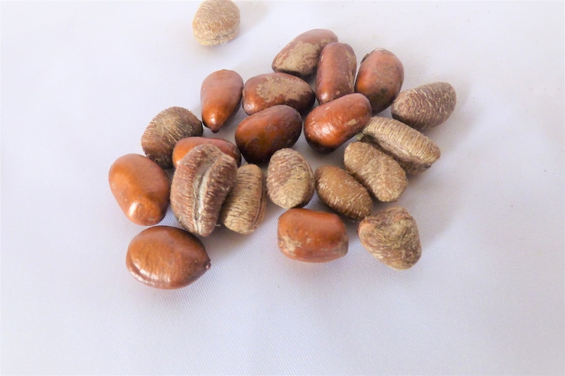 Peeled Calabash Nutmeg Wede Aba/ Erhe Ehuru / African Nutmeg Etsy