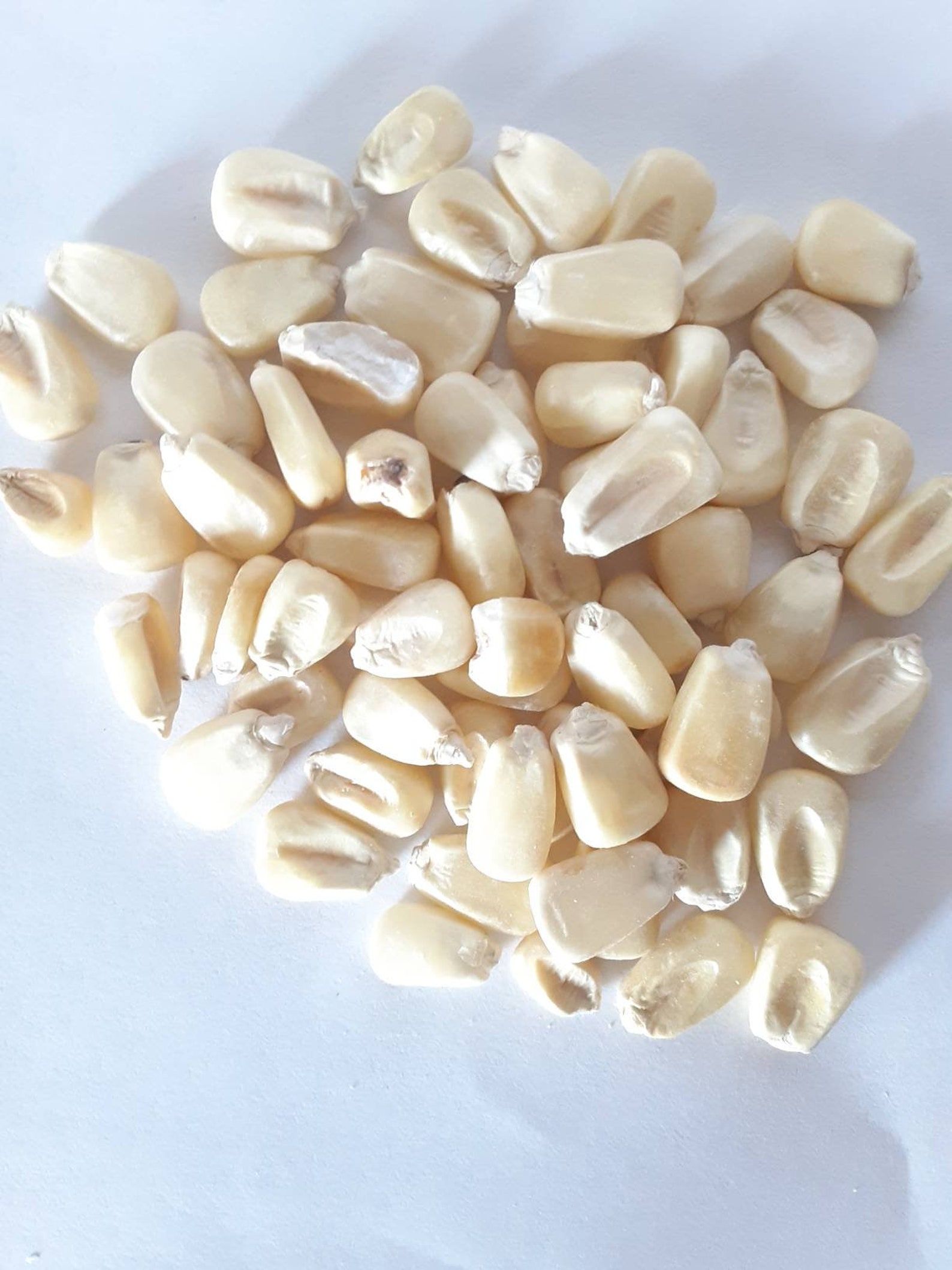 Dried White Corn kernels whole corn kernels / Maize 2 lbs Etsy.de