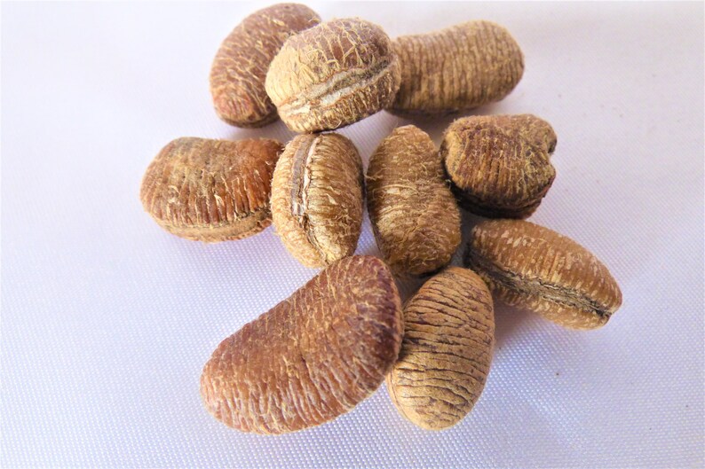 Peeled Calabash Nutmeg Wede Aba/ Erhe Ehuru / African Nutmeg Etsy