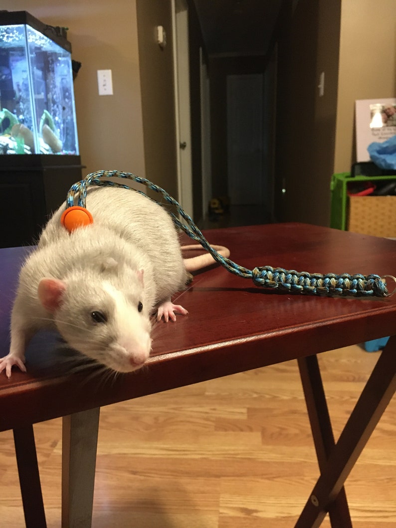 May include: A white rat with a blue and green leash is sitting on a wooden table. The rat is looking at the camera and has a blue ball in front of it.