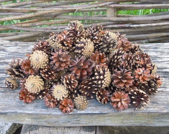 Pine cones, Natural supplies, Many natural pine cones