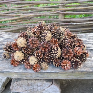 Pine cones, Natural supplies, Many natural pine cones image 1