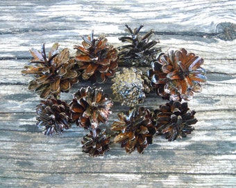 Pine cones, Varnished pine cones, Natural pine varnished cones, Natural supplies, Set of 10 pcs