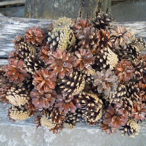 Pine cones, Natural supplies, Many natural pine cones image 3