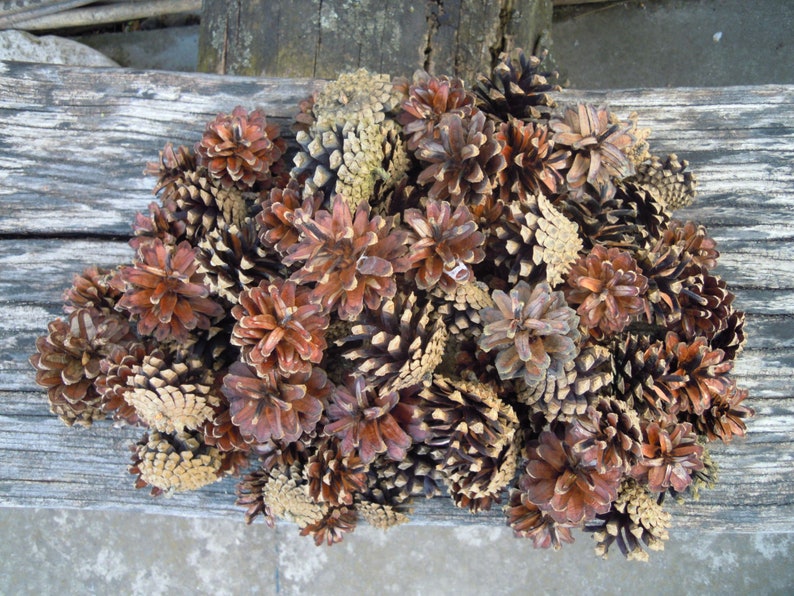 Pine cones, Natural supplies, Many natural pine cones image 3