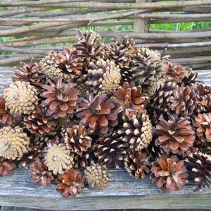 Pine cones, Natural supplies, Many natural pine cones image 2