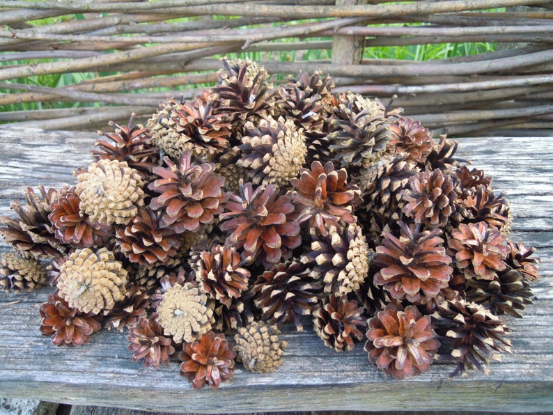 Pine cones, Natural supplies, Many natural pine cones image 2