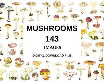 Digital download file, Mushrooms, 143 images, Colored mushrooms images, Digital mushrooms images for printable