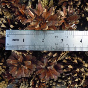 Pine cones, Natural supplies, Many natural pine cones image 6