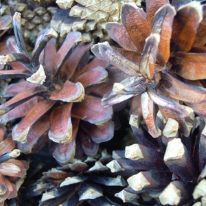 Pine cones, Natural supplies, Many natural pine cones image 4