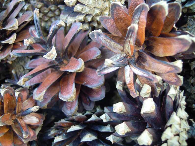 Pine cones, Natural supplies, Many natural pine cones image 4