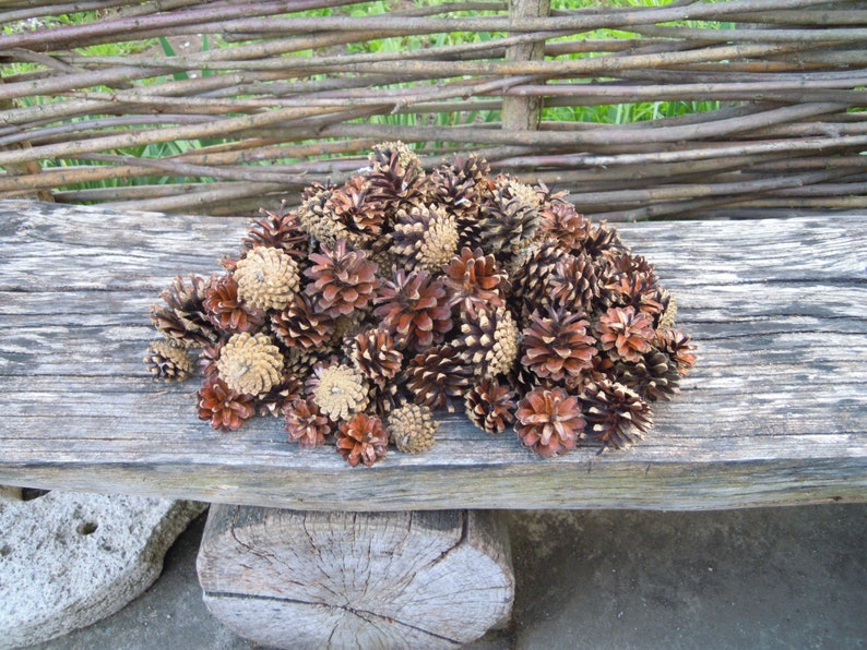 Pine cones, Natural supplies, Many natural pine cones image 1