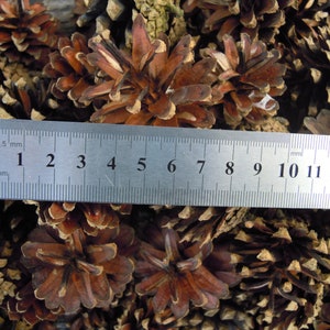 Pine cones, Natural supplies, Many natural pine cones image 5