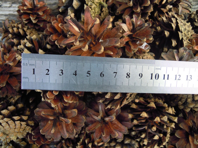 Pine cones, Natural supplies, Many natural pine cones image 5