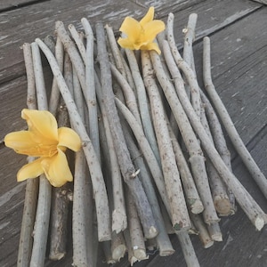 Może przedstawiać: Kolekcja smukłych, szaro-brązowych gałązek, niektóre z małymi sękami i niedoskonałościami, ułożonych w stos. Dwa jasnożółte kwiaty o delikatnych płatkach umieszczono wśród gałązek, dodając koloru naturalnej kompozycji.