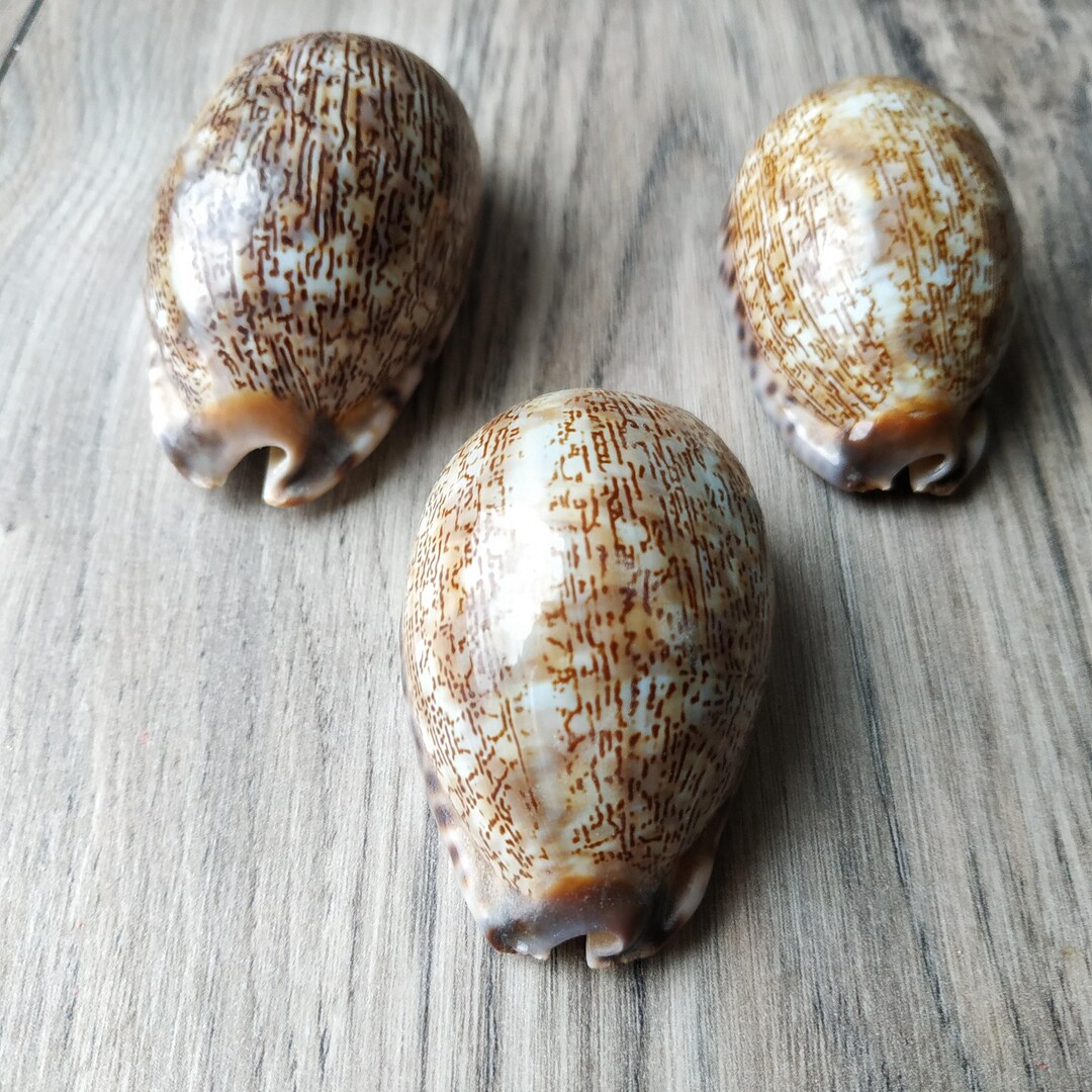 3 Large Arabic Cowry Shells, Mauritia Arabica, 2-2.5