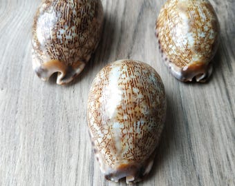 3 Large Arabic Cowry Shells, Mauritia Arabica, 2-2.5" - Beach Wedding Decor