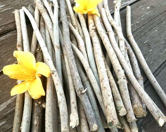 Dried Elder Branches: Natural Wood Sticks Craft Supply, 20 Pcs, 11.8" DIY Decor & Crafts