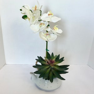 May include: White orchid flower with green leaves in a white teapot with blue polka dots.