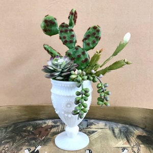Decorative Planter with Cactus, Green Grass Succulents, Christmas Cactus in Milk Glass Planter
